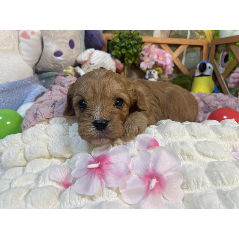 販売中の神奈川県のキャバプー:キャバリア×トイプードル-440496