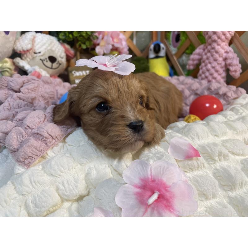 成約済の神奈川県のキャバプー:キャバリア×トイプードル-440496の7枚目