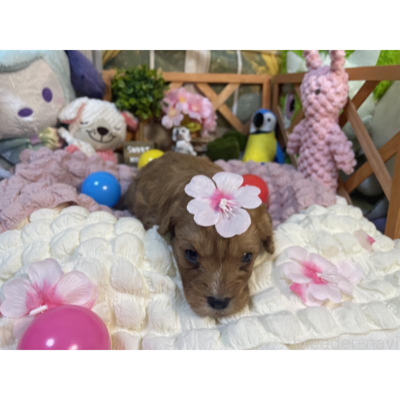 成約済の神奈川県のキャバプー:キャバリア×トイプードル-440496の6枚目