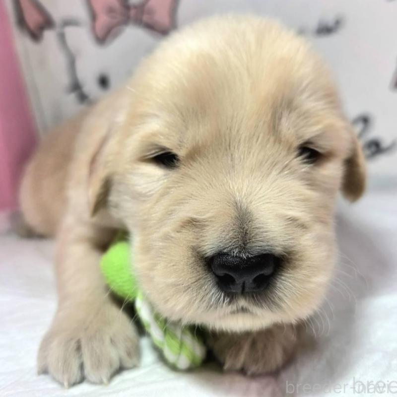 販売中の静岡県のゴールデンレトリーバー-443630の1枚目