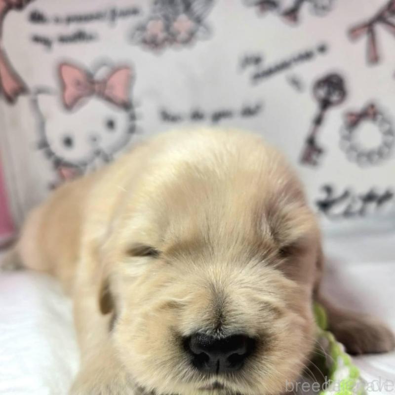 販売中の静岡県のゴールデンレトリーバー-443630の5枚目