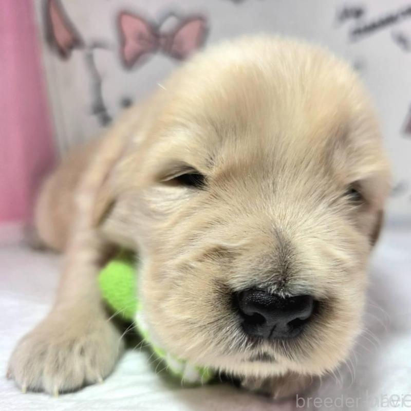 販売中の静岡県のゴールデンレトリーバー-443630の4枚目