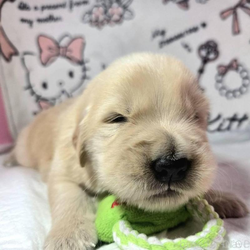 販売中の静岡県のゴールデンレトリーバー-443630の2枚目