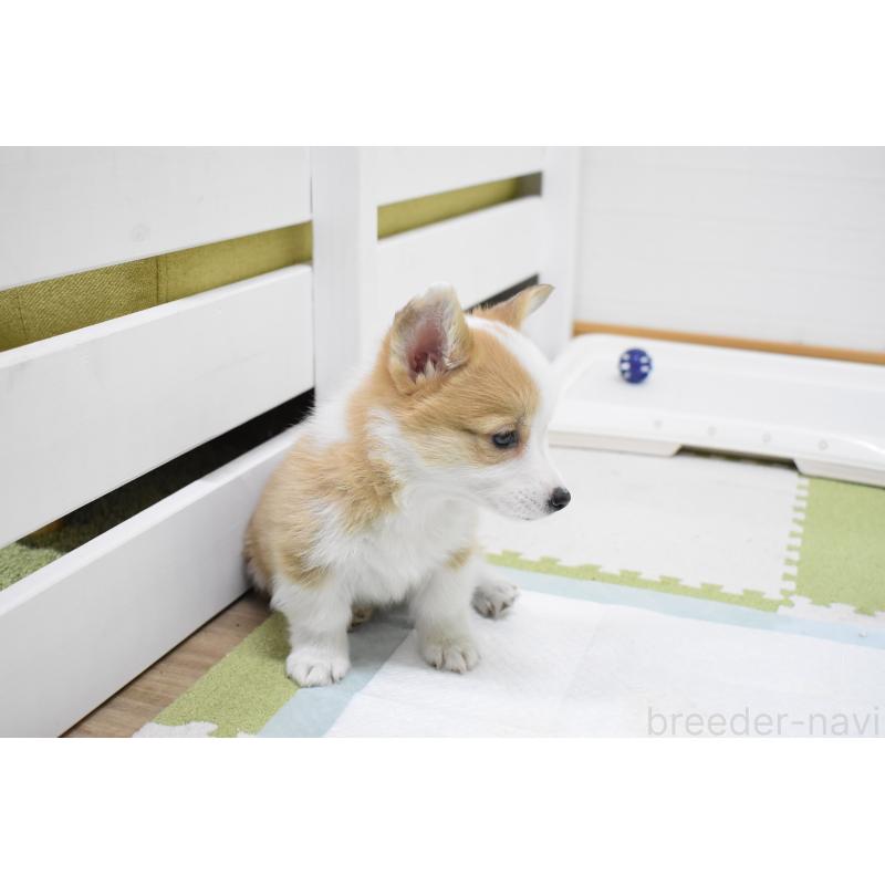 成約済の愛知県のウェルシュコーギーペンブローク-440515の13枚目