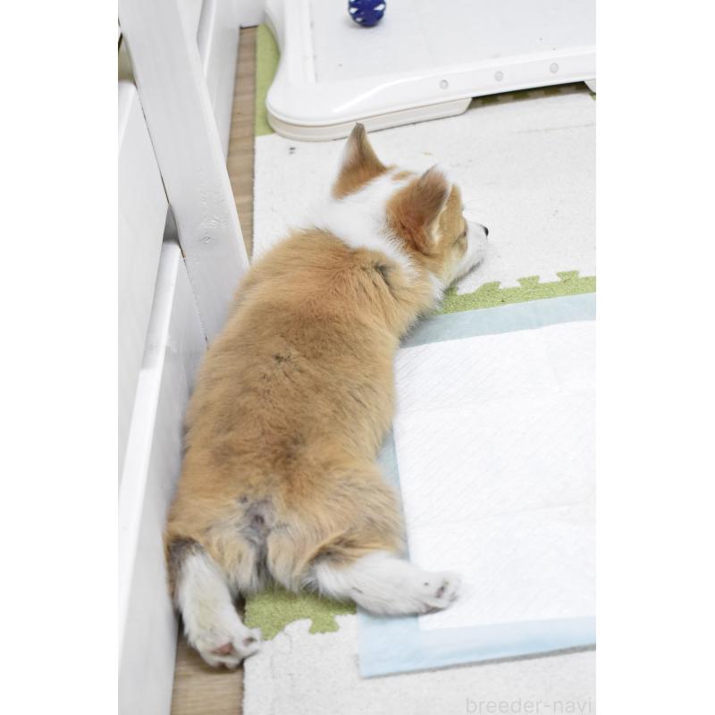 成約済の愛知県のウェルシュコーギーペンブローク-440515の12枚目