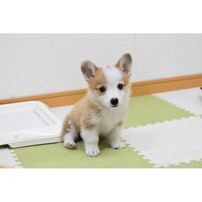 成約済の愛知県のウェルシュコーギーペンブローク-440515の11枚目