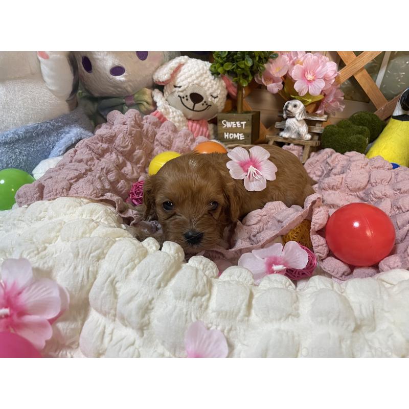 成約済の神奈川県のキャバプー:キャバリア×トイプードル-440492の4枚目