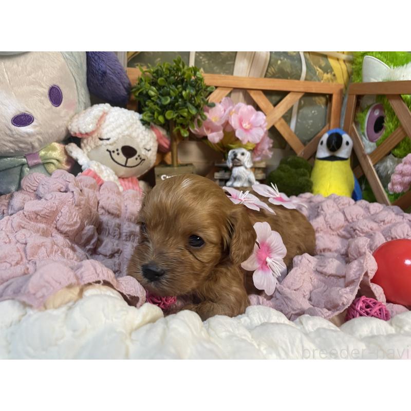 販売中の神奈川県のキャバプー:キャバリア×トイプードル-440492