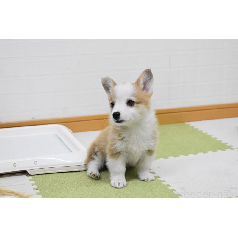 成約済の愛知県のウェルシュコーギーペンブローク-440515の9枚目