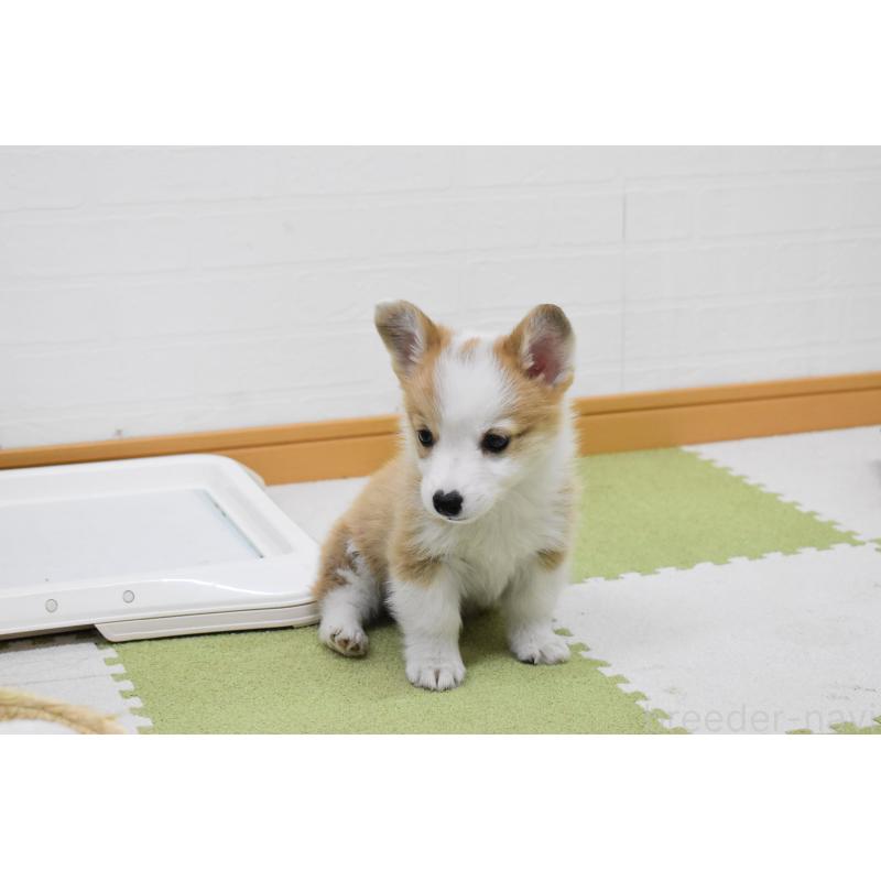 成約済の愛知県のウェルシュコーギーペンブローク-440515の8枚目