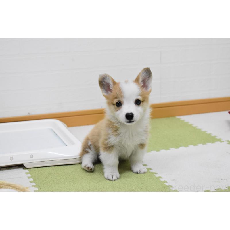 成約済の愛知県のウェルシュコーギーペンブローク-440515の7枚目