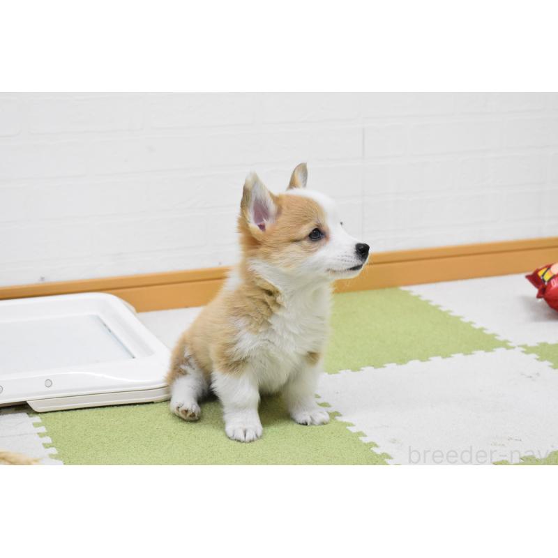 成約済の愛知県のウェルシュコーギーペンブローク-440515の6枚目