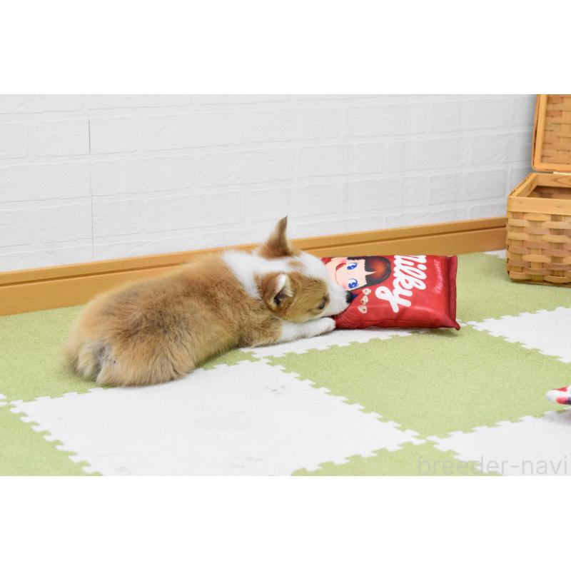 成約済の愛知県のウェルシュコーギーペンブローク-440515の5枚目