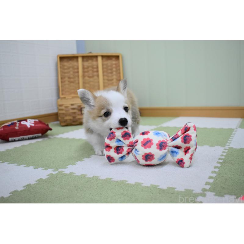 成約済の愛知県のウェルシュコーギーペンブローク-440515の4枚目