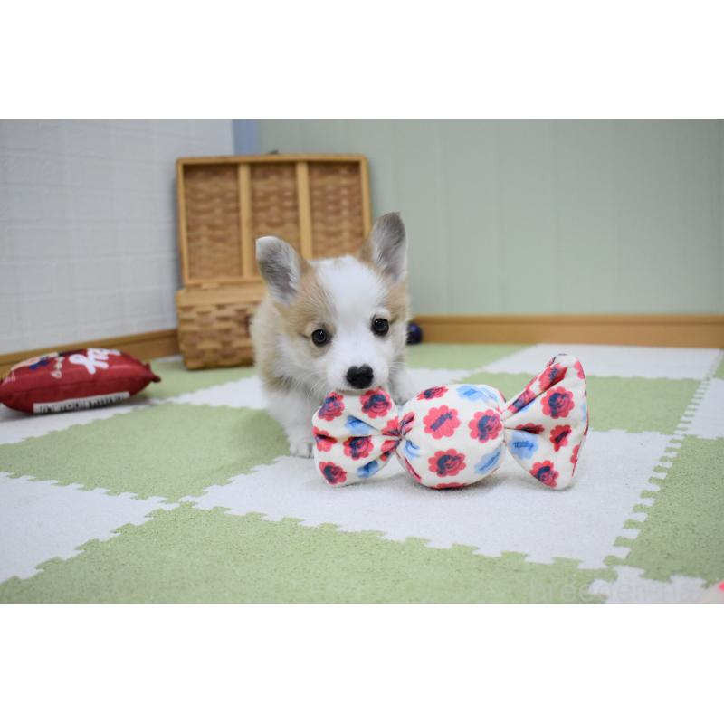 成約済の愛知県のウェルシュコーギーペンブローク-440515の3枚目