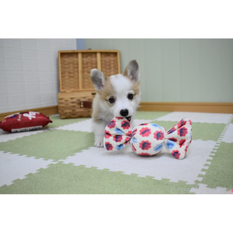 成約済の愛知県のウェルシュコーギーペンブローク-440515の2枚目