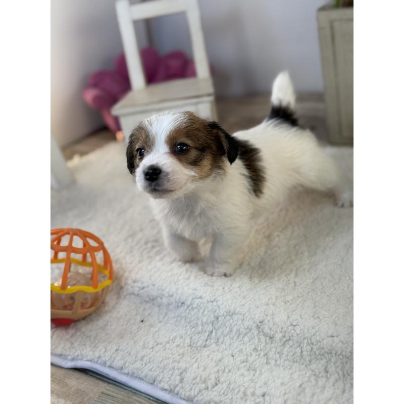 販売中の宮崎県のジャックラッセルテリア-443635の7枚目