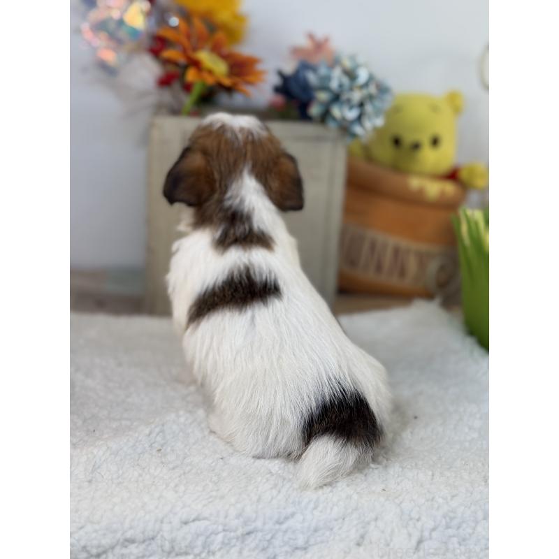 販売中の宮崎県のジャックラッセルテリア-443635の6枚目