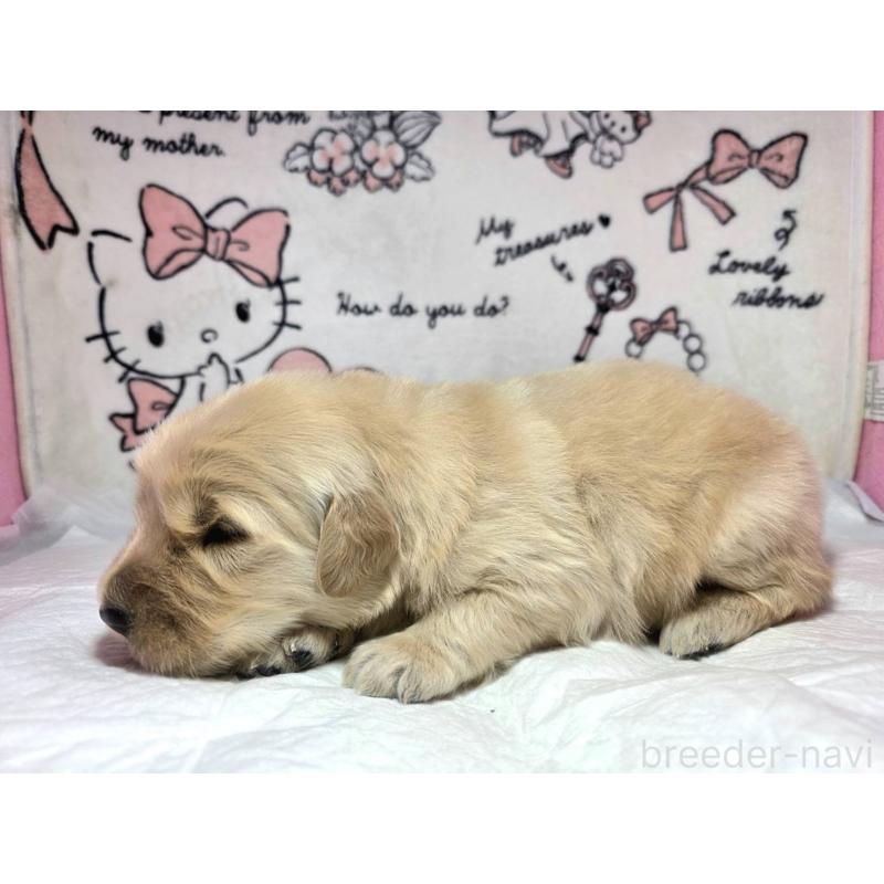 販売中の静岡県のゴールデンレトリーバー-443632の8枚目