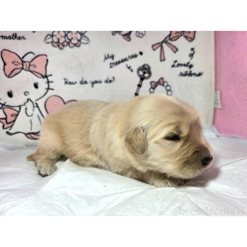 販売中の静岡県のゴールデンレトリーバー-443632の7枚目