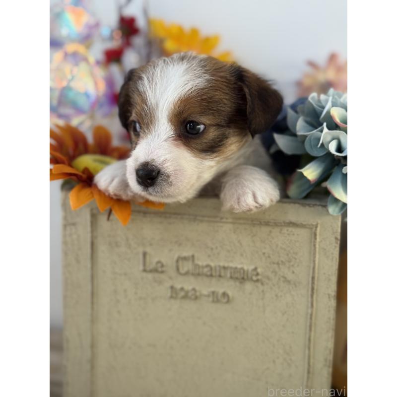 販売中の宮崎県のジャックラッセルテリア-443635の4枚目