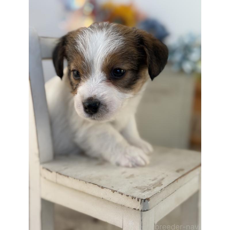 販売中の宮崎県のジャックラッセルテリア-443635の3枚目