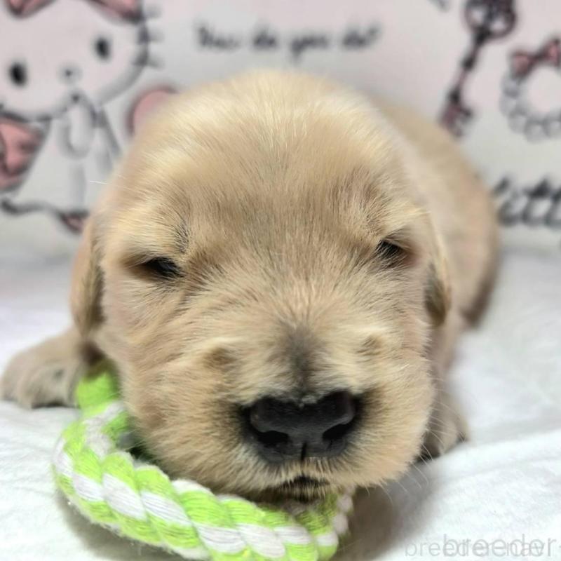 販売中の静岡県のゴールデンレトリーバー-443632