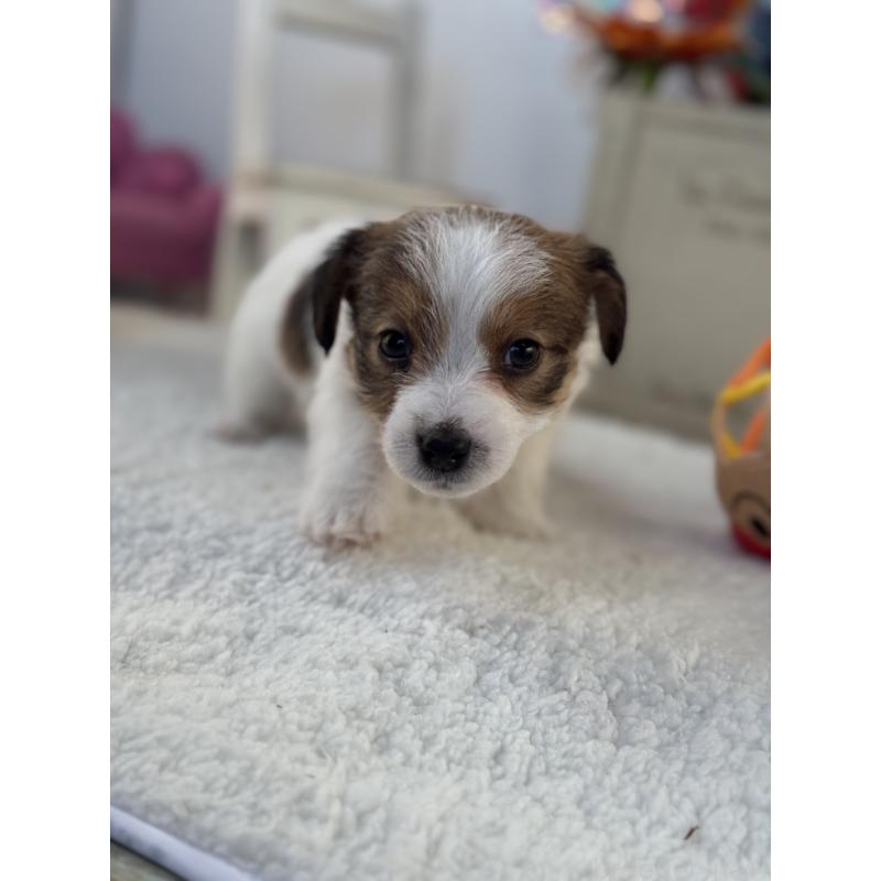 販売中の宮崎県のジャックラッセルテリア-443635の2枚目