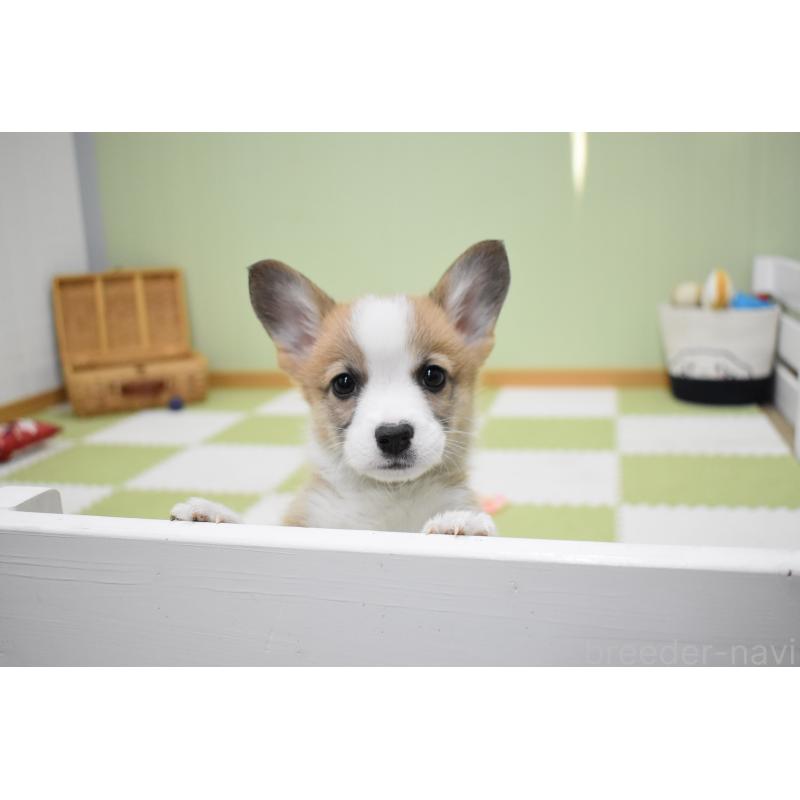 販売中の愛知県のウェルシュコーギーペンブローク-440507