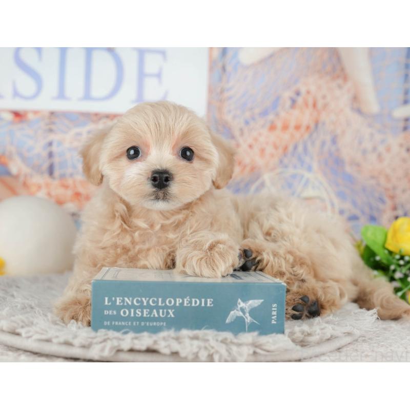 販売中の千葉県のミックス犬-443633の10枚目