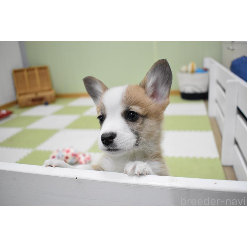 販売中の愛知県のウェルシュコーギーペンブローク-440507の8枚目