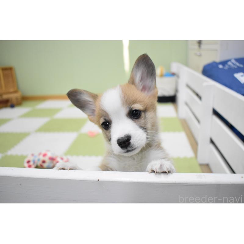 販売中の愛知県のウェルシュコーギーペンブローク-440507の7枚目