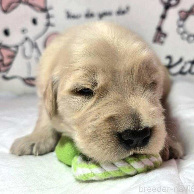 販売中の静岡県のゴールデンレトリーバー-443632の5枚目