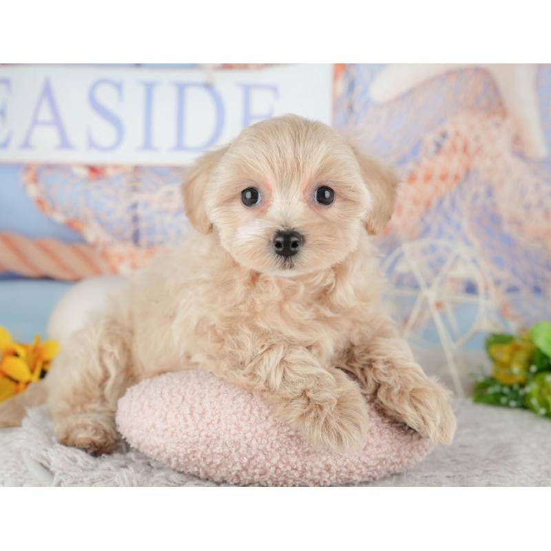 販売中の千葉県のミックス犬-443633の8枚目