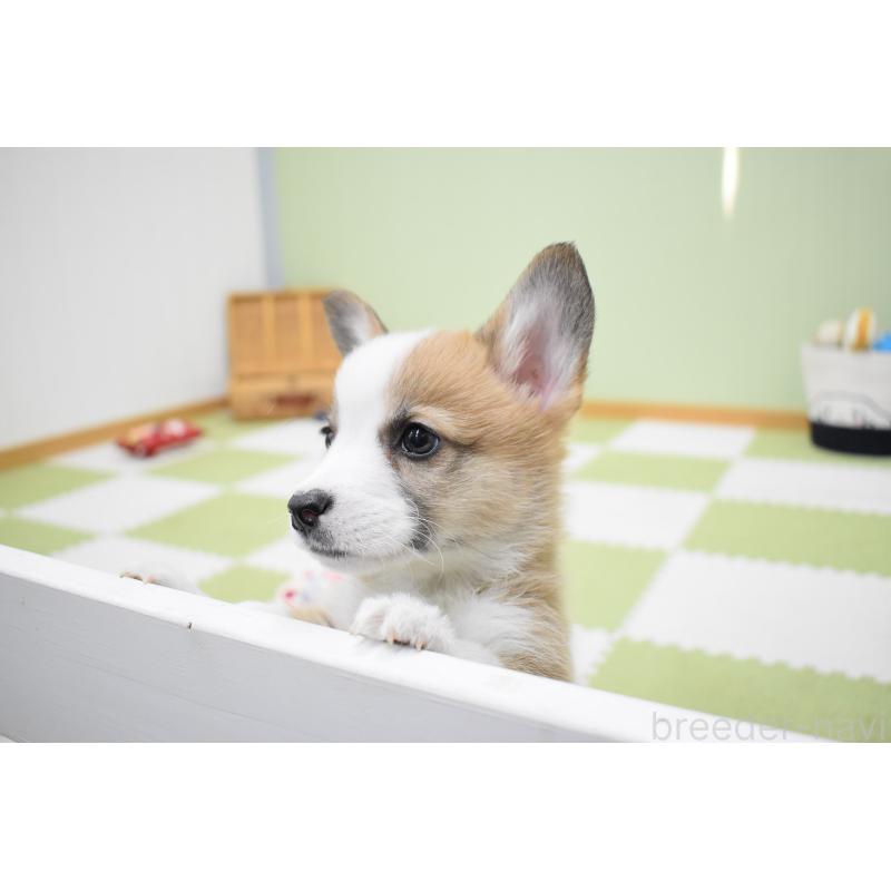 販売中の愛知県のウェルシュコーギーペンブローク-440507の6枚目