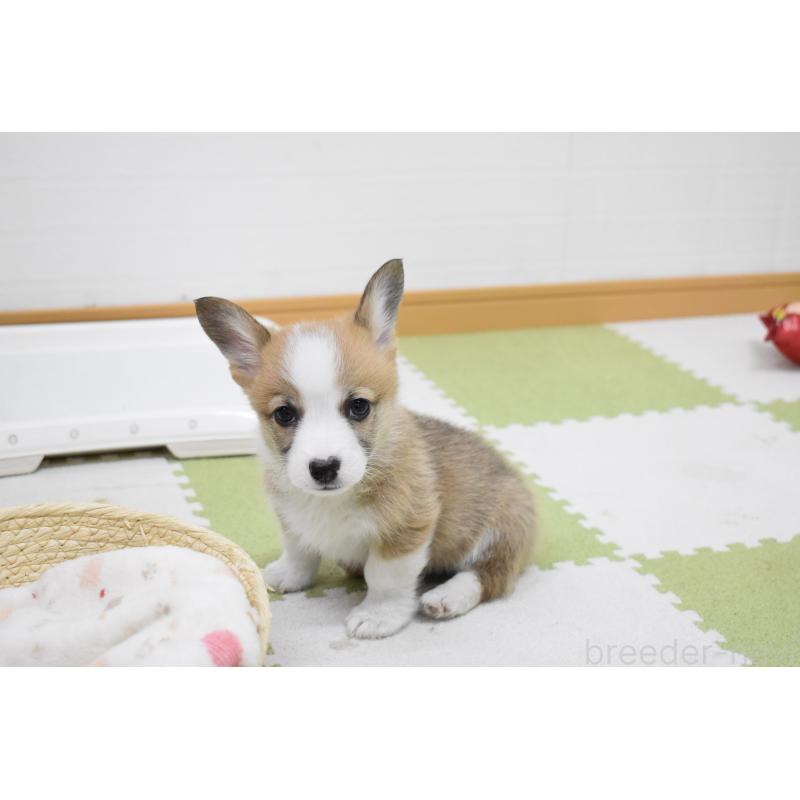 販売中の愛知県のウェルシュコーギーペンブローク-440507の5枚目