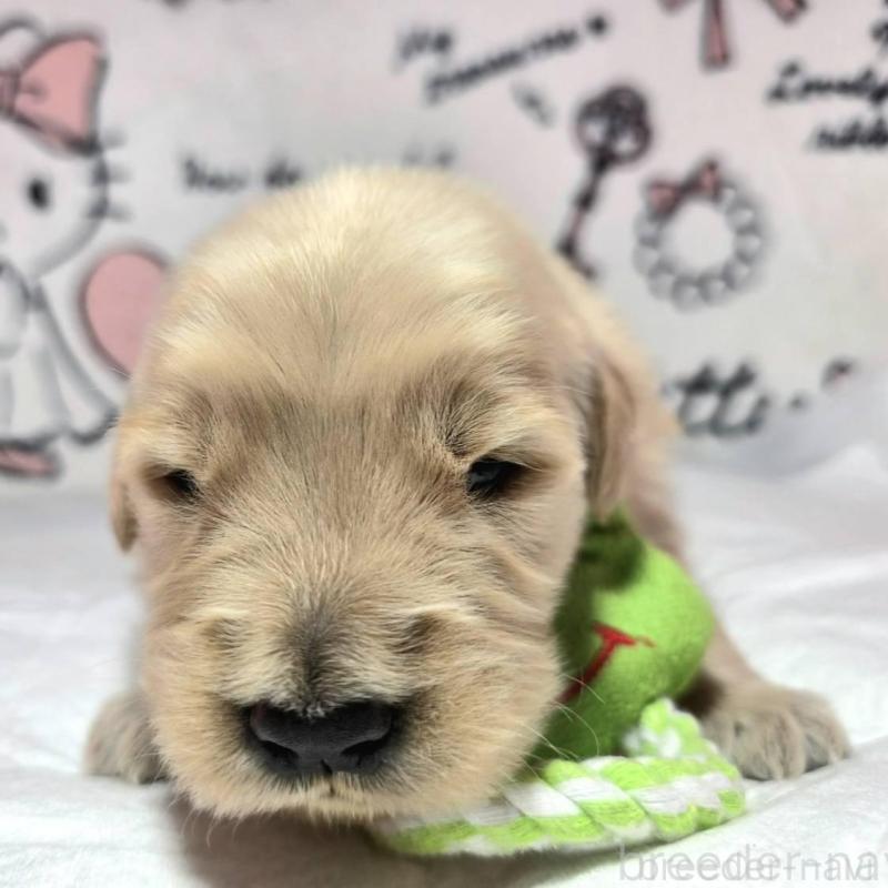 販売中の静岡県のゴールデンレトリーバー-443632の4枚目