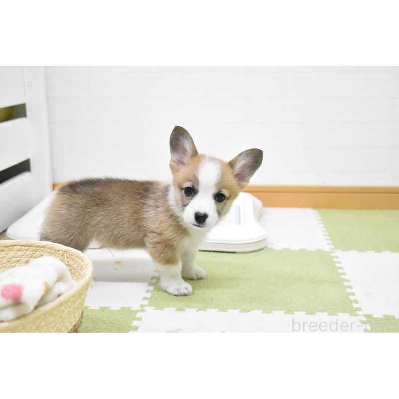 販売中の愛知県のウェルシュコーギーペンブローク-440507の4枚目