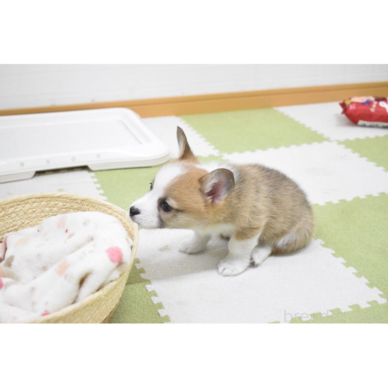 販売中の愛知県のウェルシュコーギーペンブローク-440507の3枚目