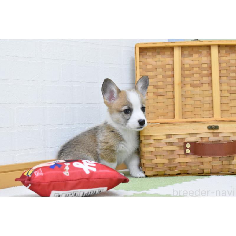 販売中の愛知県のウェルシュコーギーペンブローク-440507の2枚目