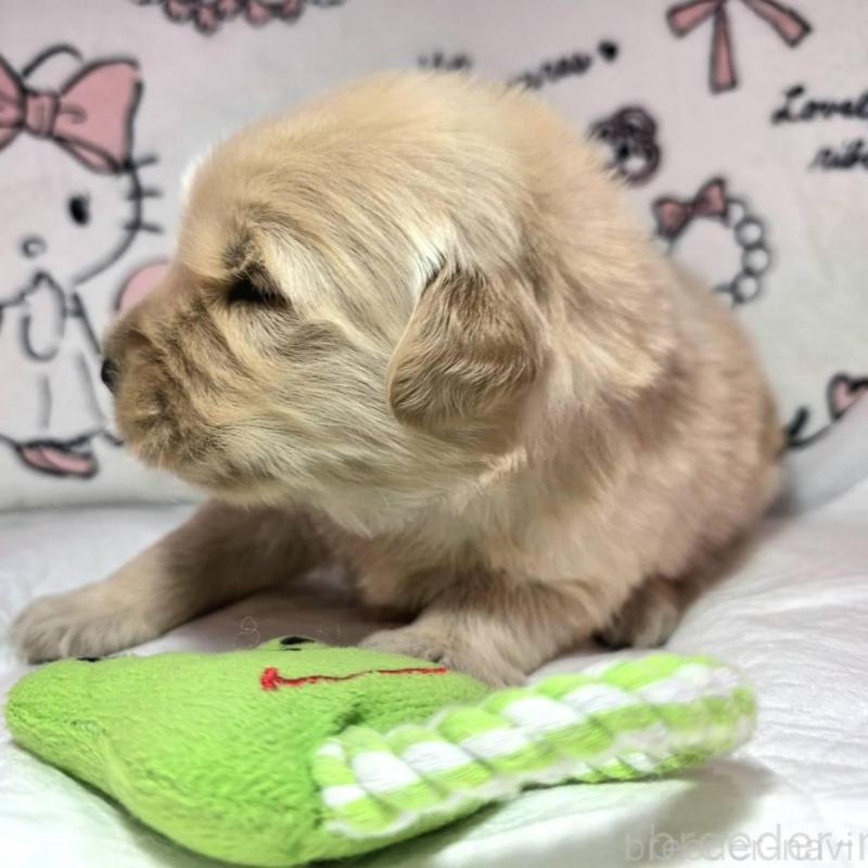 販売中の静岡県のゴールデンレトリーバー-443632の3枚目