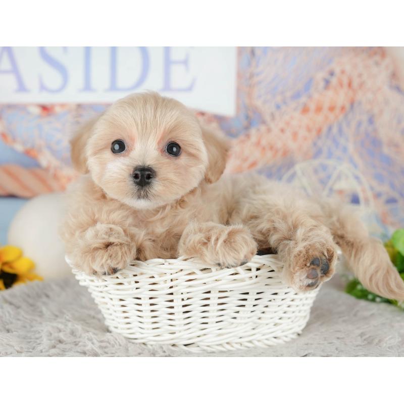 販売中の千葉県のミックス犬-443633の6枚目