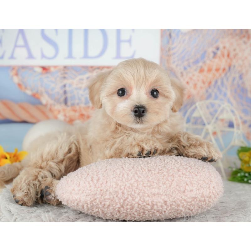 販売中の千葉県のミックス犬-443633の4枚目