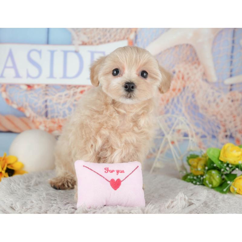 販売中の千葉県のミックス犬-443633の3枚目