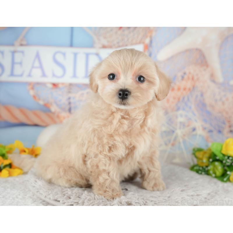 販売中の千葉県のミックス犬-443633の2枚目