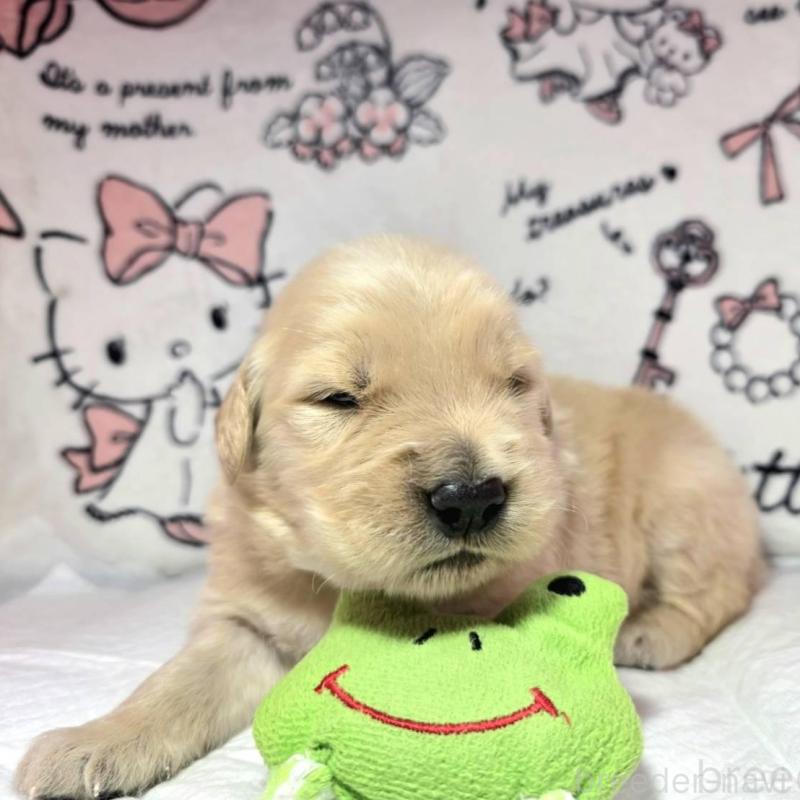 販売中の静岡県のゴールデンレトリーバー-443632の2枚目