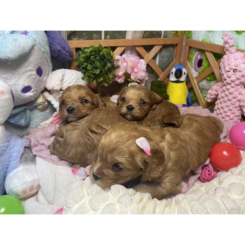 成約済の神奈川県のキャバプー:キャバリア×トイプードル-440493の5枚目