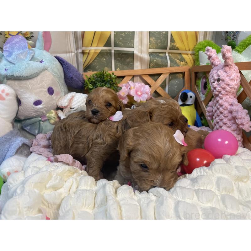 販売中の神奈川県のキャバプー:キャバリア×トイプードル-440493