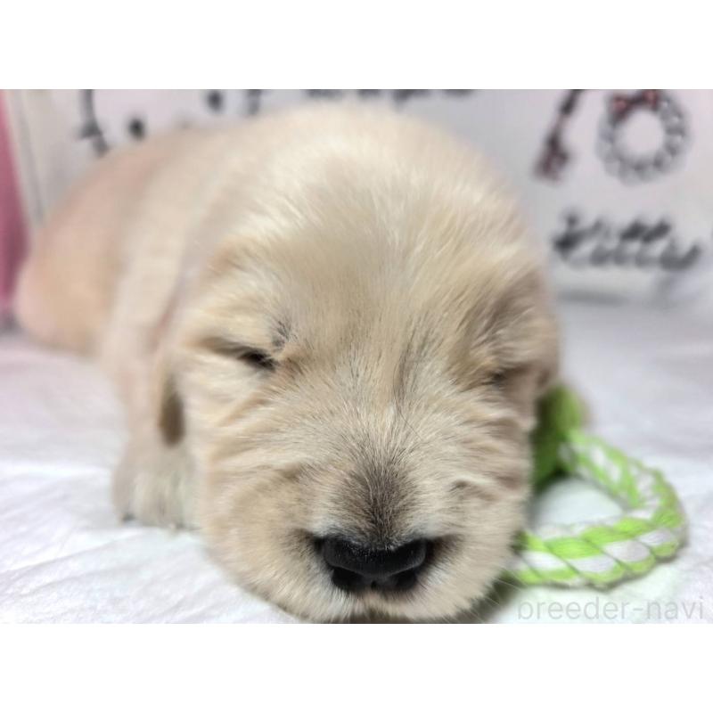 販売中の静岡県のゴールデンレトリーバー-443634の6枚目