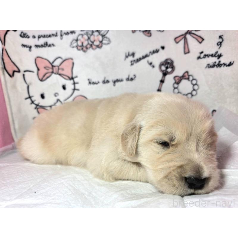 販売中の静岡県のゴールデンレトリーバー-443634の5枚目